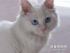 波斯猫眼睛为什么颜色不一样?