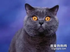 英国短毛猫有多少种颜色 五种常见的颜色你见过几种？