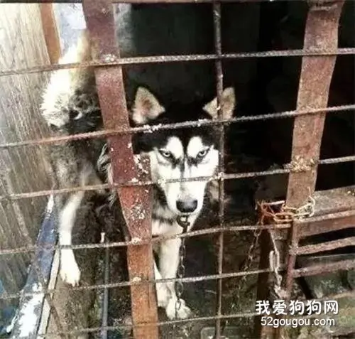 二哈被关笼子里养，三年间从未踏出笼子一步，眼神足以证明一切！