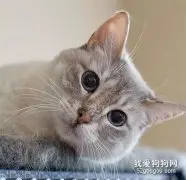 猫咪陪着主人逛水族馆，有鱼却吃不到，小可爱心都碎了。
