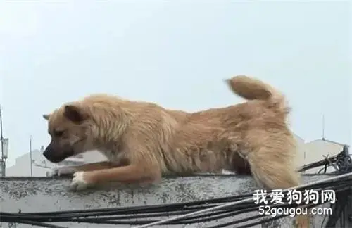 狗狗在屋顶躲了10天，白天在围墙上度过，被救的方式却令人心疼