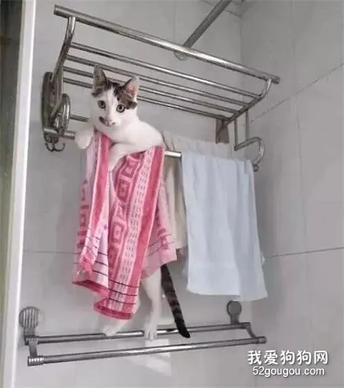 猫猫利用浴巾架练腹肌，爬上去之后却画风大变…