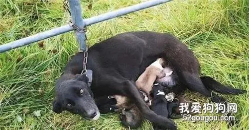 狗妈妈被主人拴在野外，还要喂养6只小狗，直到第三天才有幸被救