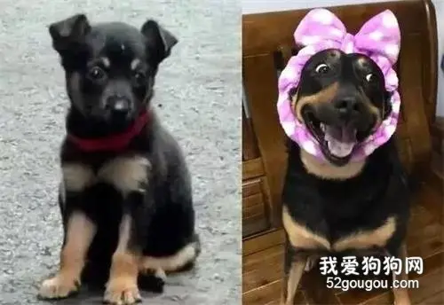 狗狗走样照！结扎后暴风式发福，肥美肚肉摊一地