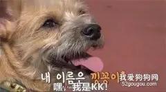 狗子对小女生“一眼万年”，尾随人一路，甚至还追到了家里！