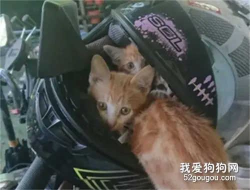 一早拿摩托车时，安全帽却被几只小猫霸占，其中一只屁屁还外露！