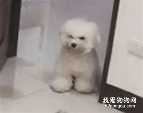 看到小主人背着自己摸猫，狗狗站门口怒视：“给你脸了？”