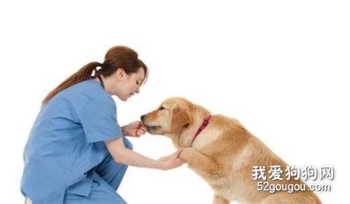 金毛如何训练 训练金毛犬的小技巧