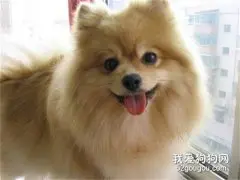 博美犬平时吃什么食物 这些食物你都要注意了！