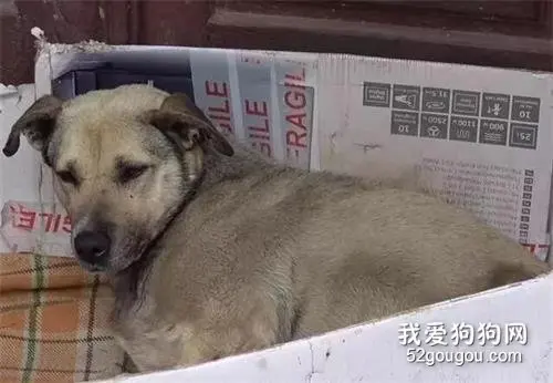 主人去世后，狗狗在门口等了7年，游客被它的忠诚感动而收养了它