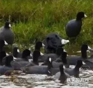 狗子到水里捡羽毛球，不幸闯入一群鸭子中，结果这表情笑喷了！