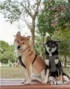 狗子与爸爸battle，战局不分上下！