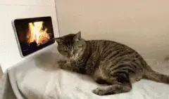 猫喜欢靠近壁炉取暖，主人怕它靠太近，于是想了这么个办法！