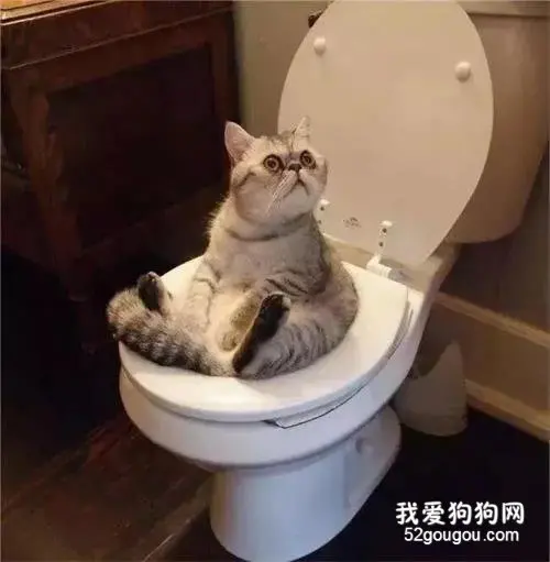和人待久了，有些猫已经不把自己当猫了.....