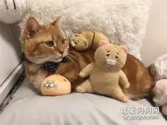 猫主子和玩偶“换脸”，竟然毫无违和感！
