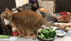 主人在蒸菜，猫却跑过来做这种事，让人哭笑不得！