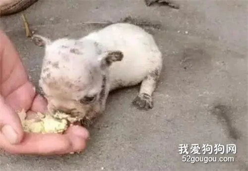 网友偶遇一只小流浪狗，给它喂了点碎饼干，狗狗的表情让人心疼