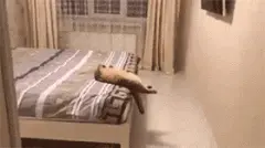 一只成精的猫咪，这睡姿太可怕了！