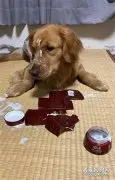 金毛拆了奶奶的护肤品，网友一看牌子：太贵了，懂得保养！