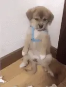 小狗犯错，一副你能奈我何的表情 ，让主人瞬间崩溃