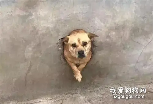 田园犬每天都坚持迎接主人回家，然而看到它的迎接方式后，笑喷！