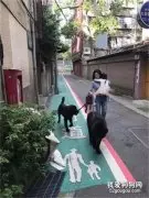 新式遛狗减肥法，带狗出街越多越好！