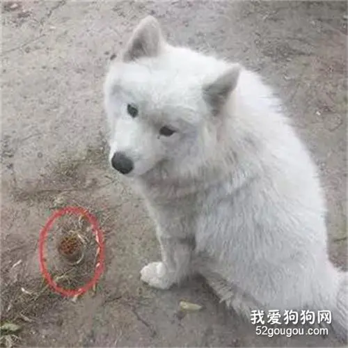 萨摩耶这么忠诚，主人搬家没带上它！