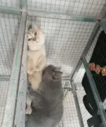 猫咪抱着心上猫狂亲，可它却是这副表情...生无可恋