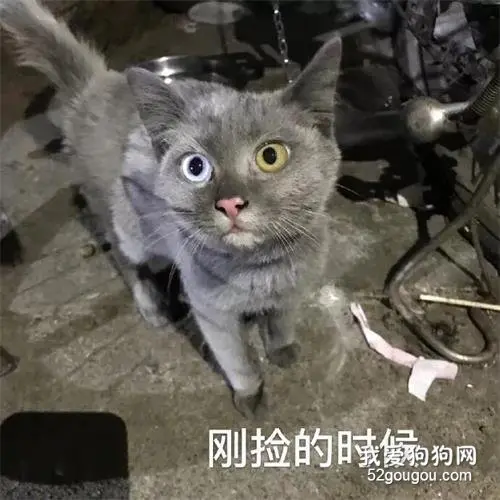 网友捡了只英短串串，结果养着养着…这猫竟然掉色了！