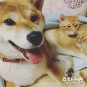 铲屎官养了一只柴犬和一只橘猫，后来又添了一只仓鼠…