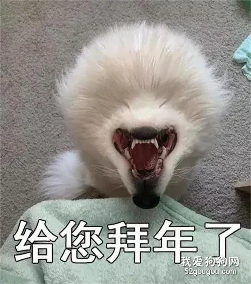对着狗砸的背影喊了一声，结果这货瞬间变了个物种！