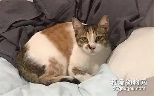 流浪猫把纱窗挠坏，直接进来躺床上看着网友，网友差点气哭，只好...