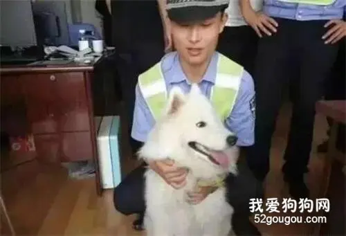 萨摩耶在警察局蹭吃蹭喝一个月：警局都被吃穷了！