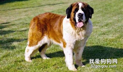 哪些狗狗属于超大型犬？巨型犬的价格
