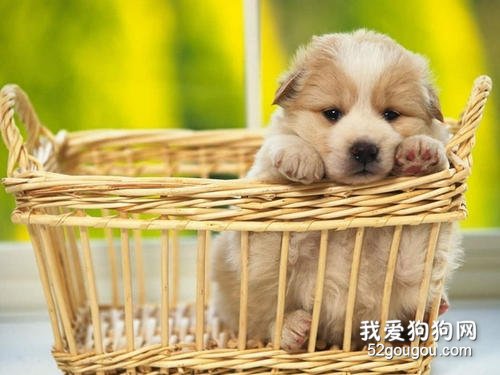 幼犬狗粮怎么泡制营养效果最佳？