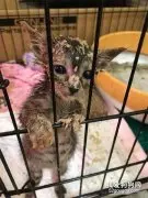 一只刚到学吃肉泥阶段的猫宝宝，看这吃相，实在让人哭笑不得！