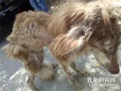 这是我见过最惨的阿拉斯加了，没有之一，为什么，为什么？？