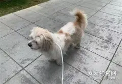 搬家偶遇陌生狗，说了句“我养你”，狗狗便跟了上了！