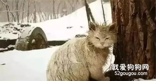 流浪猫的一生有多短？