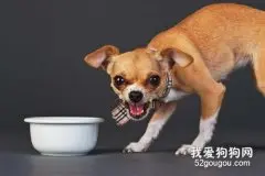 狗狗护食怎么办?如何纠正狗狗护食的习惯