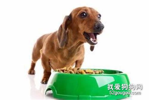 狗狗护食怎么办?如何纠正狗狗护食的习惯