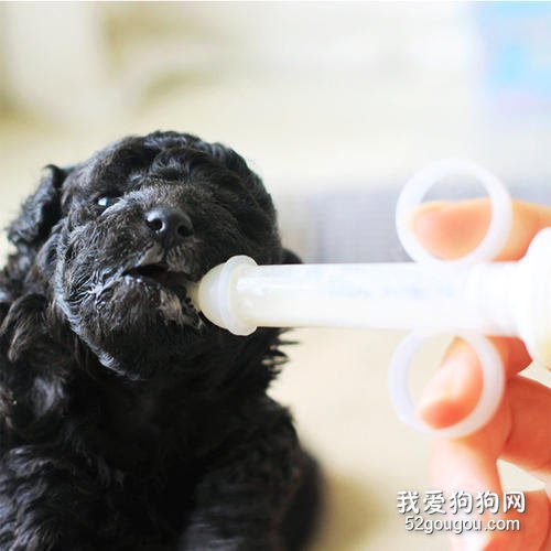 狗妈妈奶水不足怎么办?怎么人工喂食幼犬?