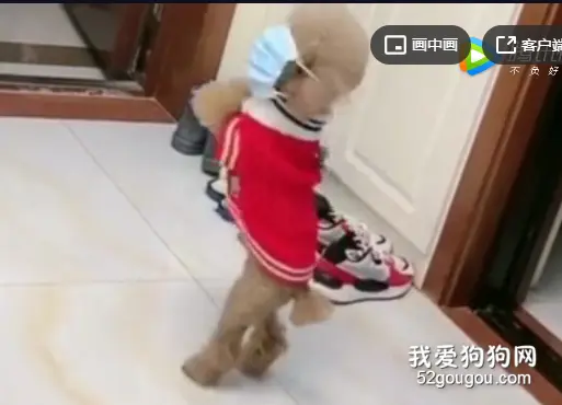 泰迪安全意识还挺高，不给带口罩死活不出门，太可爱了