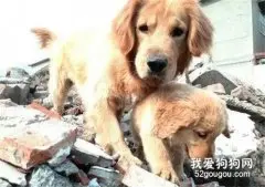 网友带狗子回家过年，没一会它们竟然在门口，当起了石狮子！