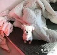 狗狗刚睡醒，在床上这一脸的起床气，像极了现在的我！