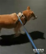 狗子散步不肯回家，还选择性脚麻，网友笑喷：煞车皮哪买的！