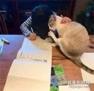 猫在眼前还能写完作业，这孩子能成大事！