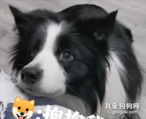 狗子都是嘤嘤怪，这撒娇方式谁能扛得住？！