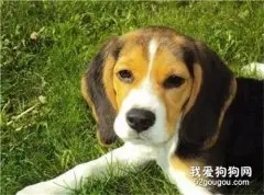 铲屎官为狗狗在平安夜举行树葬活动，只为了送它最后一程