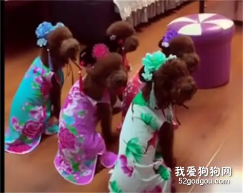 泰迪选妃，如花似玉 真难选